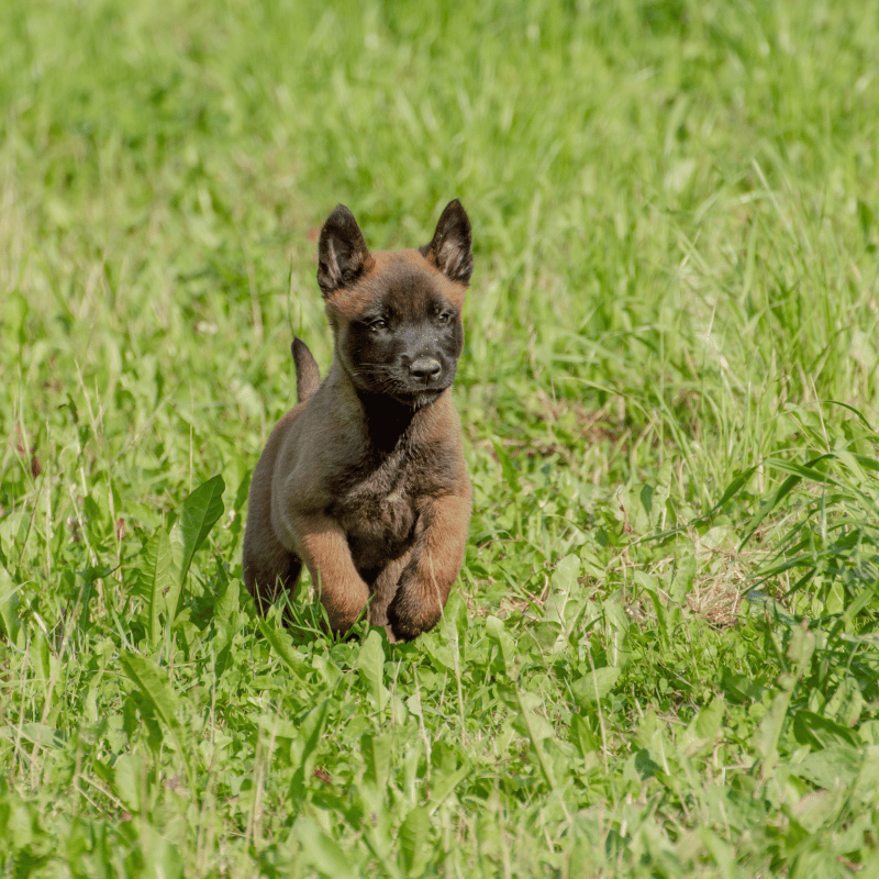 Pastor Belga Malinois Inscrito